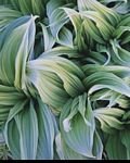 pic for Green Veratrum